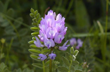 COMO CONQUISTAR UM LENTO ENVELHECIMENTO