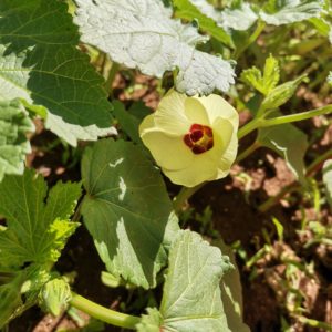 FLOR DO QUIABO 300x300 - OS 9 BENEF&Iacute;CIOS DO QUIABO PARA A SA&Uacute;DE