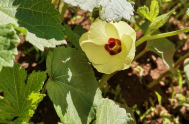 OS 9 BENEFÍCIOS DO QUIABO PARA A SAÚDE