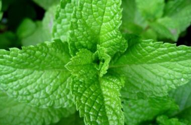 NÃO UTILIZE A HORTELÃ SEM CONHECER OS SEUS 8 BENEFÍCIOS